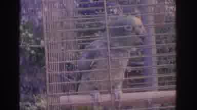 Florida USA (1962): Old Footage Of A Parrot And A Raccoon In Cages