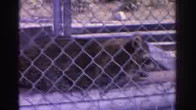 Florida USA (1962): Panning Shot Of A Family Of Raccoon In A Wildlife Center