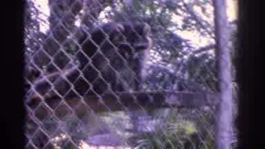 Florida USA (1962): Captivity Animals At The Zoo Three Different Tip Of Animals