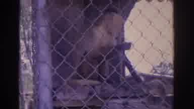 Florida USA (1962): Monkeys Behind A Wire Fence Lounging And Moving Outside
