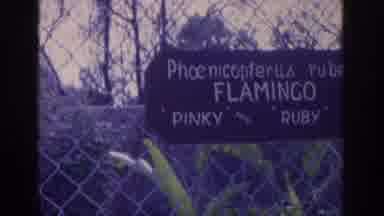 Florida USA (1962): Elderly Woman Sitting Bench Zoo Grounds Sign Flamingo Inky