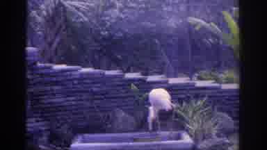 Florida USA (1962): Flamingo Eating At Zoo By Itself