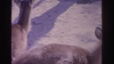 Florida USA (1962): Two Deer In A Habitat
