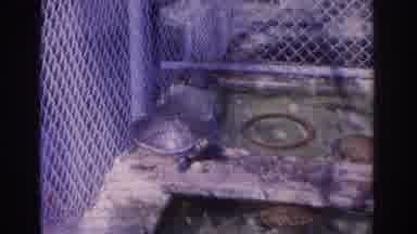 Florida USA (1962): Turtles In Zoo Exhibit Enclosure