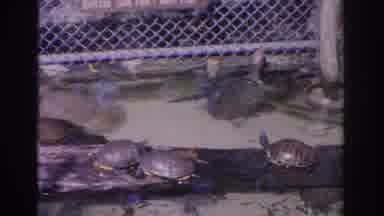 Florida USA (1962): Images Of Turtles And Crocodiles In A Zoo