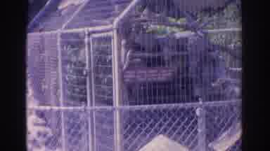 Florida USA (1962): A Women Is Watching The Peacock Roaming Free Zoo Grounds