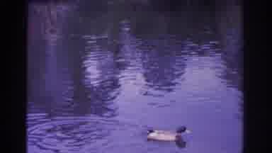 Florida USA (1962): Mallard Ducks Enjoying A Quaint Man made Pond On A Still Day