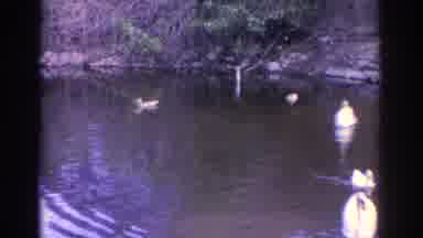 Florida USA (1962): An Old Woman Looks Out Onto A Pond Containing Swans And Ducks