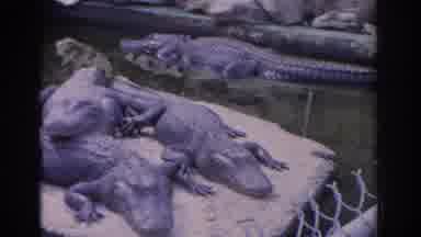 Florida USA (1962): Park Of Baby Alligators