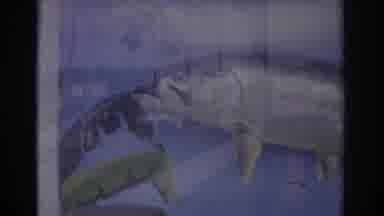 Florida USA (1962): A View Of A Dead Fish In A Small Shop Or Mall