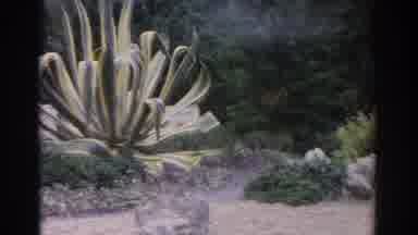 Florida USA (1962): Vintage Clip Of Panning Shot Of Beautiful Water Feature