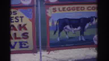 Florida USA (1962): Attraction Advertisement For A Freak Show Cow With 5 Legs And
