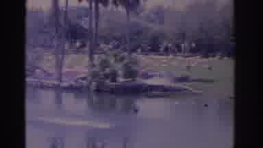Florida USA (1962): Panning Home Movie From 1970s Showing Birds Surrounding Small