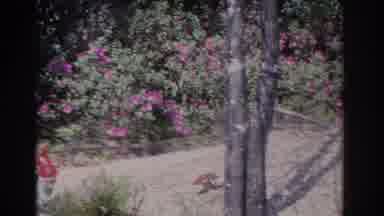Florida USA (1962): A Small Brick Cottage On A Beautiful Sunny Day In Spring When