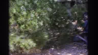 Florida USA (1962): Beautiful Large Garden Cared For And Protected By Wax Dwarfs
