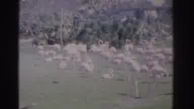Florida USA (1962): Flock Of Standing Pink Flamingos On A Bright Sunny Day