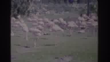 Florida USA (1962): Forest Of Flamingo It Looks Hot Because The Plants Look Dry