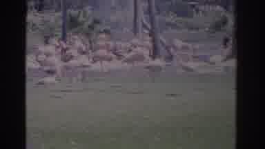 Florida USA (1962): View Of Pink Flamingos Standing In Green Field On A Bright