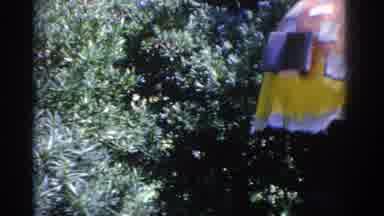 Florida USA (1962): Footage Of Mushroom Tree House In Backyard