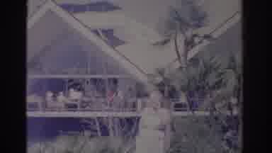 Florida USA (1962): Pair Of Macaw Birds Perched In Bare Wooden Branch On A Sunny