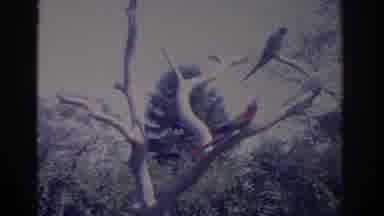 Florida USA (1962): Three Birds Perched On Bare Branches In The Breeze