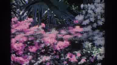 Florida USA (1962): Large Wall Of Beautiful Flowers With Woman Standing In Front