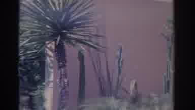 Florida USA (1962): Camera Pans From Left To Right Showing Desert Landscape With