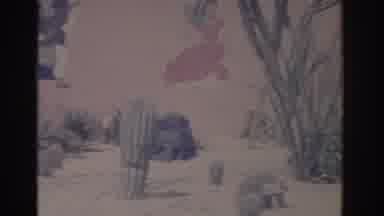 Florida USA (1962): Slow View Of The Side Of A House And Desert Plants With A