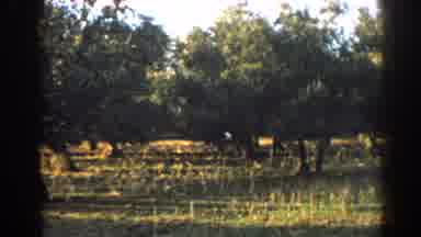 Izmir Turkey (1962): Elephant Walking Through Field And Trees With Person