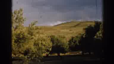 Izmir Turkey (1962): Cows Standing In The Middle Of The Road While Surrounded By