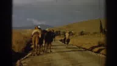 Izmir Turkey (1962): Group Of Camels Being Coordinated By A Man In The Middle Of A