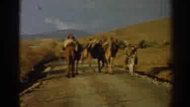 Izmir Turkey (1962): Man Leading Camels Down A Country Road With Hills In The