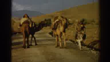 Izmir Turkey (1962): Man And A Boy On Camels In A Camel Train Walking Down A Road