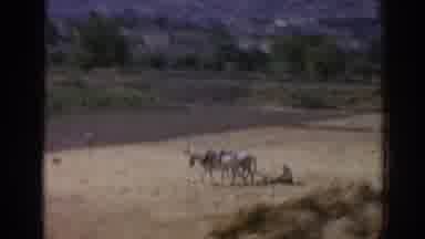 Izmir Turkey (1962): Trucks Driving Down A Lane Near A Farm Transporting Goods To