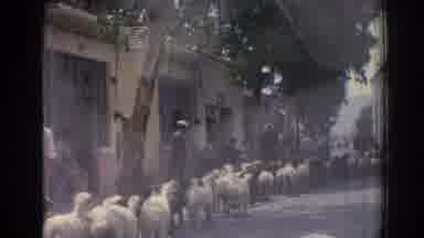 Izmir Turkey (1962): Video Shows Many Sheep Running In One Direction People On The