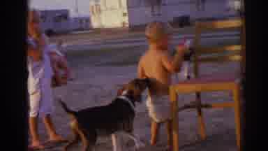 Izmir Turkey (1962): Beagle Dog Licks Boy Wearing White Shorts On A Clear Day