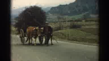 Izmir Turkey (1962): Man Walks With Ox And Wagon Loaded With Brown Objects On A