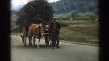 Izmir Turkey (1962): When You Wreck Your Truck Go Old School And Use Bull To Pull