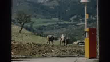 Izmir Turkey (1962): Farmer With Cows Digging Outside In A Mountainous Area