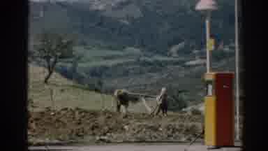 Izmir Turkey (1962): Elderly Man Herding Two Cows Plowing The Land On Farm