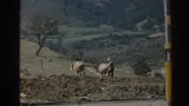 Izmir Turkey (1962): Livestock Walking On Farm With Workers In Field On Barren