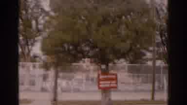 Florida USA (1963): Two Cars Big Tree A Red Placard Blooming Tuff Spring Feeling
