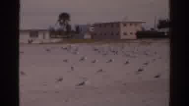 Florida USA (1963): Holiday Place For Lovers