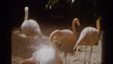 Florida USA (1963): Close Up View Of Pink Flamingos Standing Near Red Flowers On A