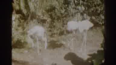 Florida USA (1963): Trio Of Standing Pink Flamingos On A Bright Sunny Day