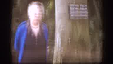 Florida USA (1963): Grandma Green Plants Flowers Red Bloom Natural Light Bright
