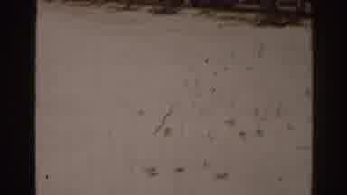 Florida USA (1963): Nostalgia Beach With Birds In The Sand