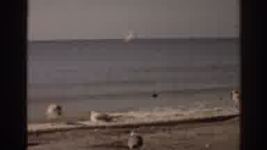 Florida USA (1963): Cocktail Lounge Bar Near Sea Beach With Flying Sea Birds And