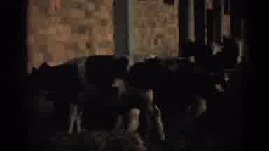 New Jersey USA (1963): A Farm Stable With Cows Feeding