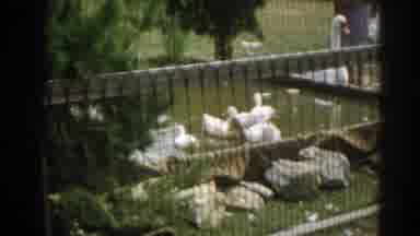 New Jersey USA (1963): Images Of Swans On An Outdoor Lake